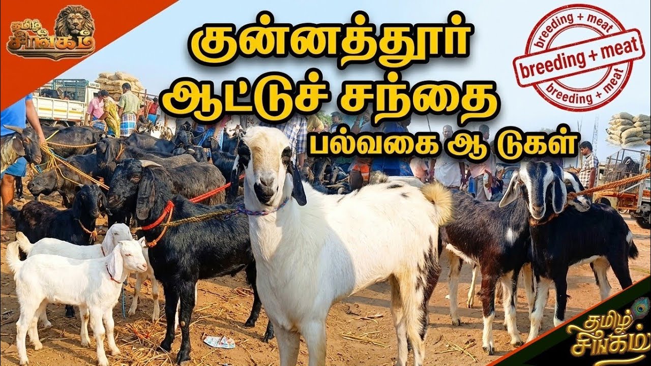 குன்னத்தூர் சந்தையில் பெரிய பெரிய கடாய்கள் வரத்து/Kunnathur Attu Chennai 