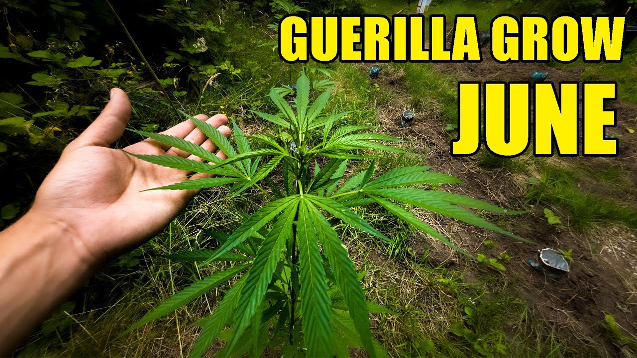 Cannabis Guerilla Garden - June Update