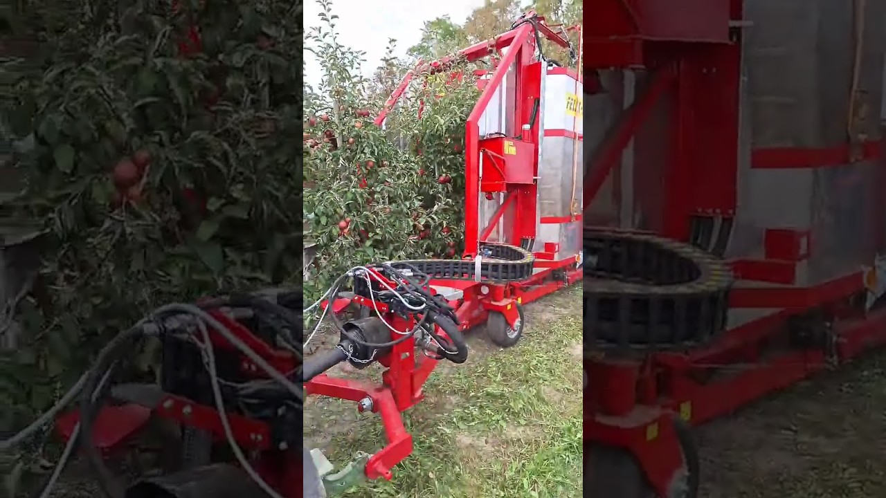 Industrial Apple Harvester FELIX Z || Made By Weremczuk AgroMachines Poland || #shorts #harvesting