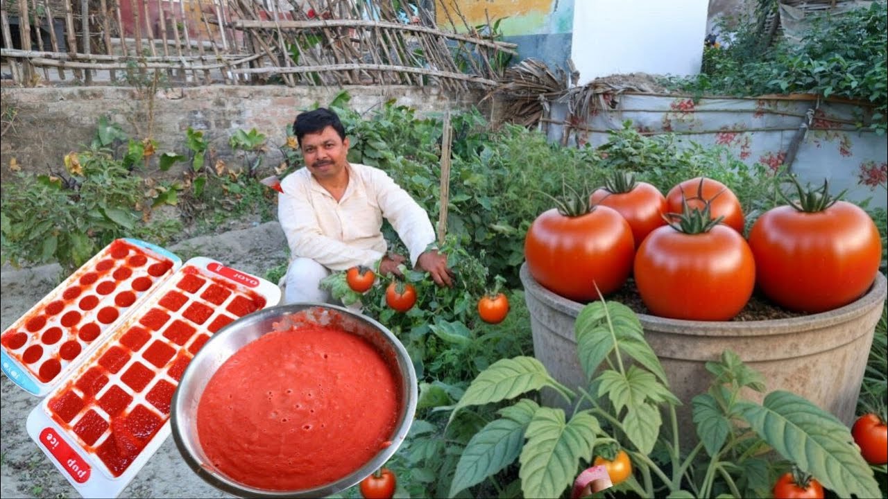 टमाटर महंगा होने से पहले ये वीडियो देख लें - How to store Tomato | टमाटर महंगे हो गए तो क्या करें ?