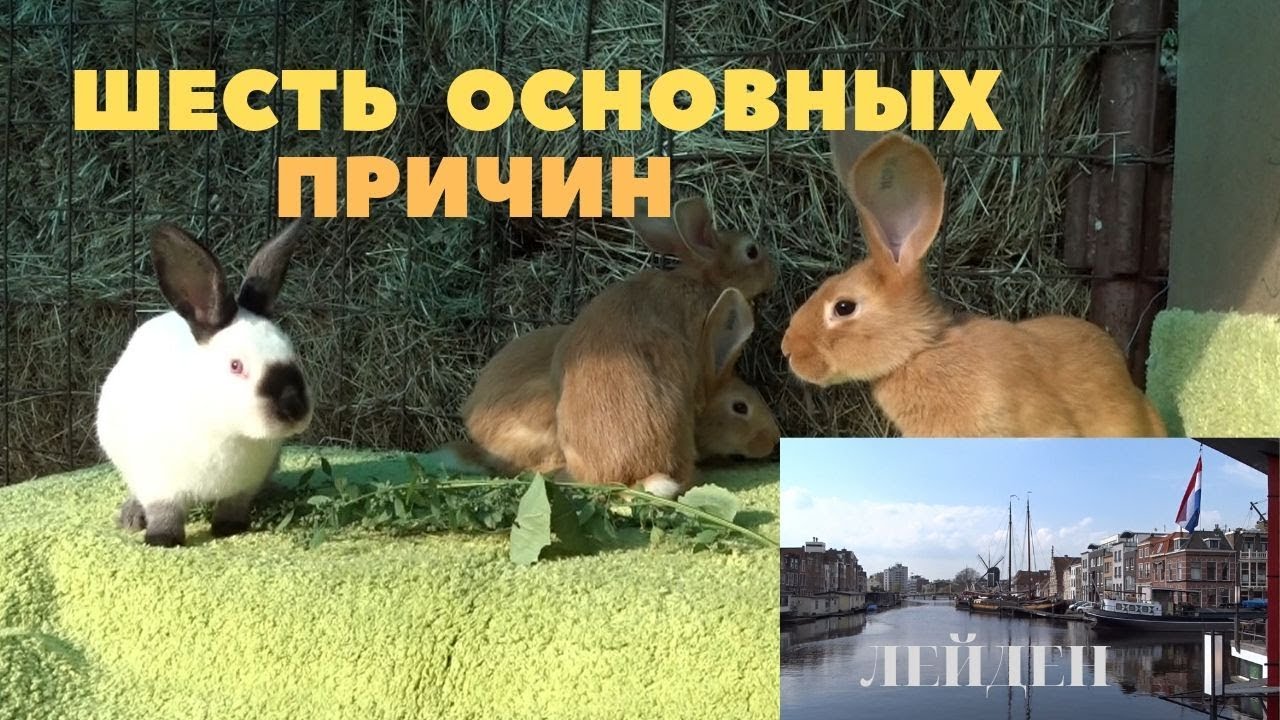 Почему не покрываются крольчихи/Крол не работает/Лейден Голландия