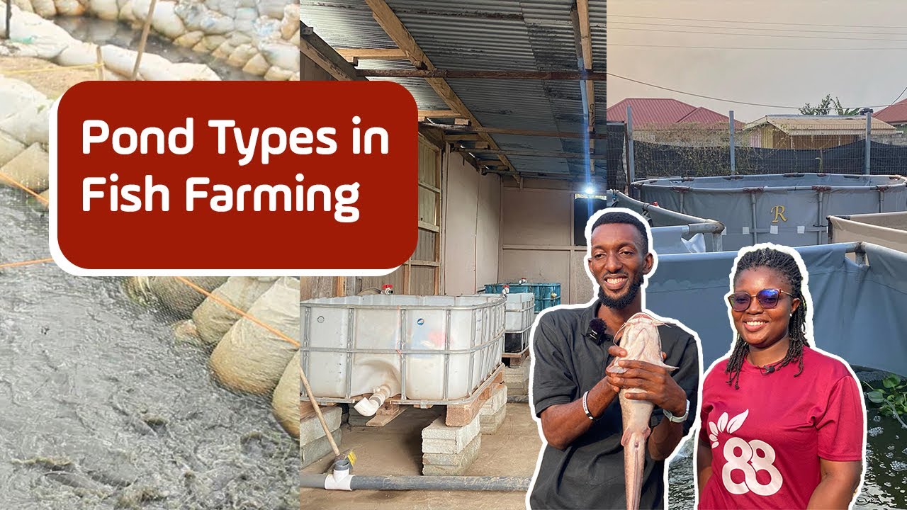 Which Fish Pond is Best? Plastic, Concrete, Earthen & Tarpaulin Compared