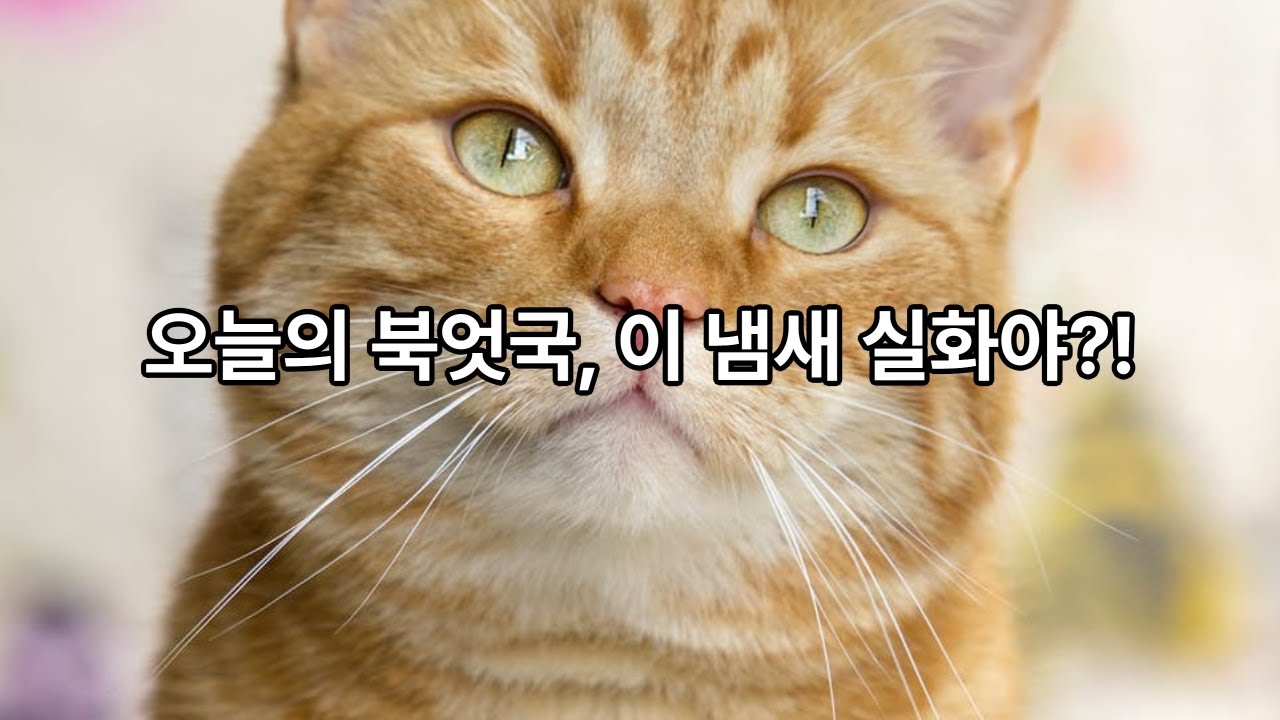 오늘 북엇국 나오냐옹? (Is the Pollack Soup ready?)#고양이 #VLOG #cat