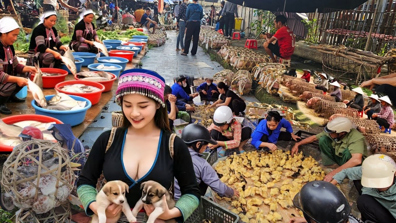 Vietnam’s Traditional Market Exploring Life at Dong Dang, the Largest Chick and Duckling Market