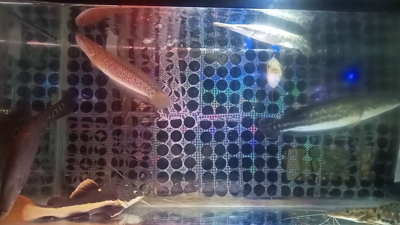 IKAN PREDATOR #26