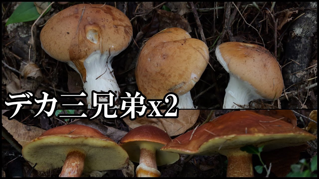 ハナイグチとオオツガタケのデカトリオ 20251018