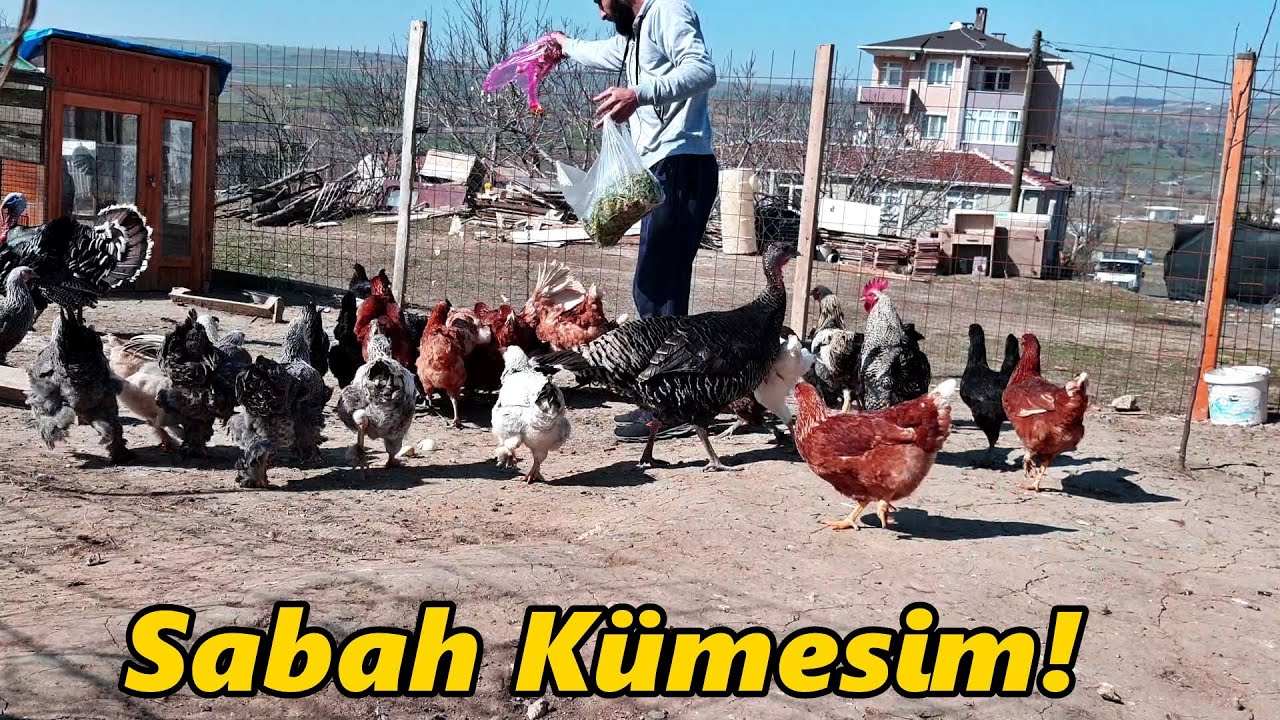 Kümeste İlk Anlar!/ Bütün Sürü-/Tavuk Beslemek!#Tekirdağ#tavuk#bıldırcın#güvercin