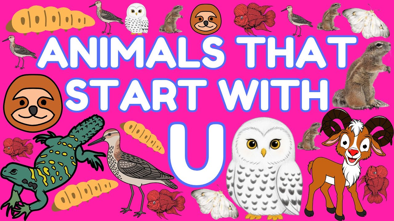 9 Animals That Start With the Letter U | Learn Wild Animal Names for Kids | Eager Minds Academy
