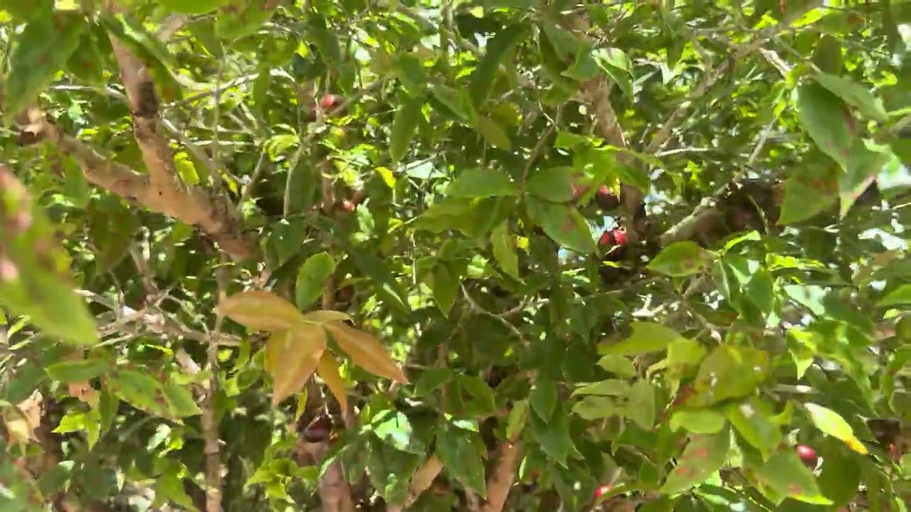 Colheita das frutas