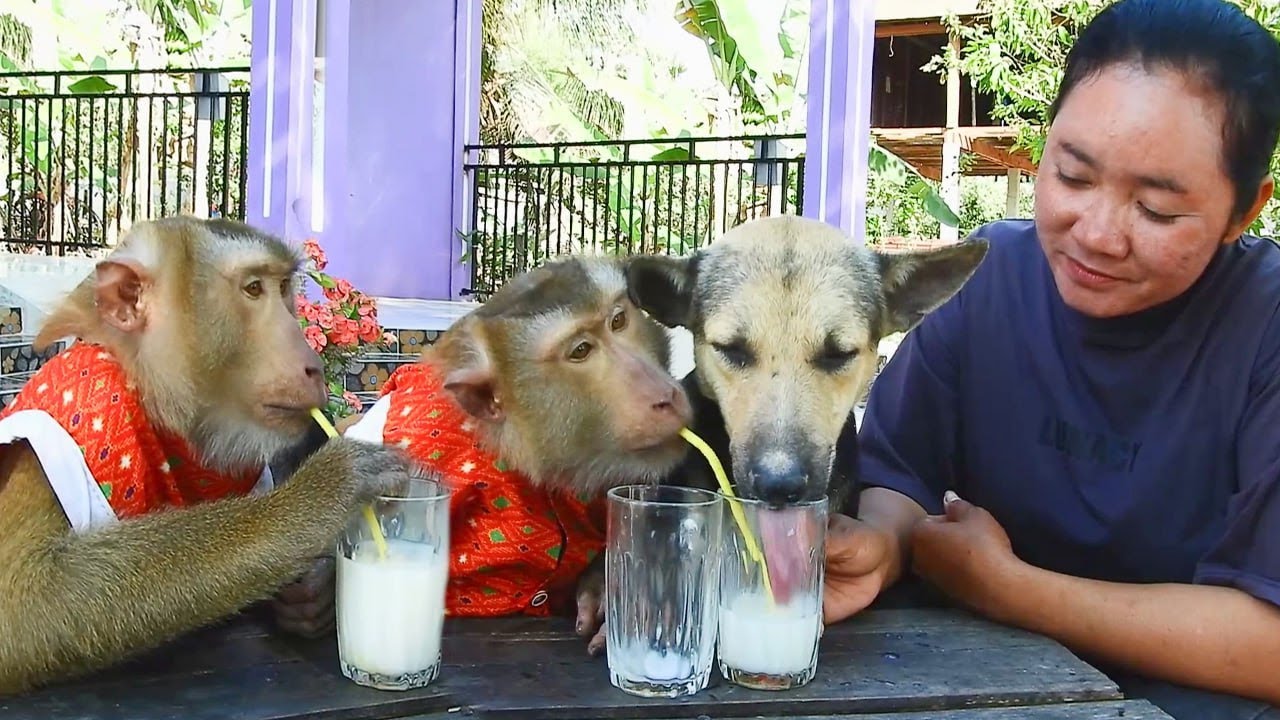 Very Hungry Ever! SokYaa and Phao Can’t Stop Drinking Milk