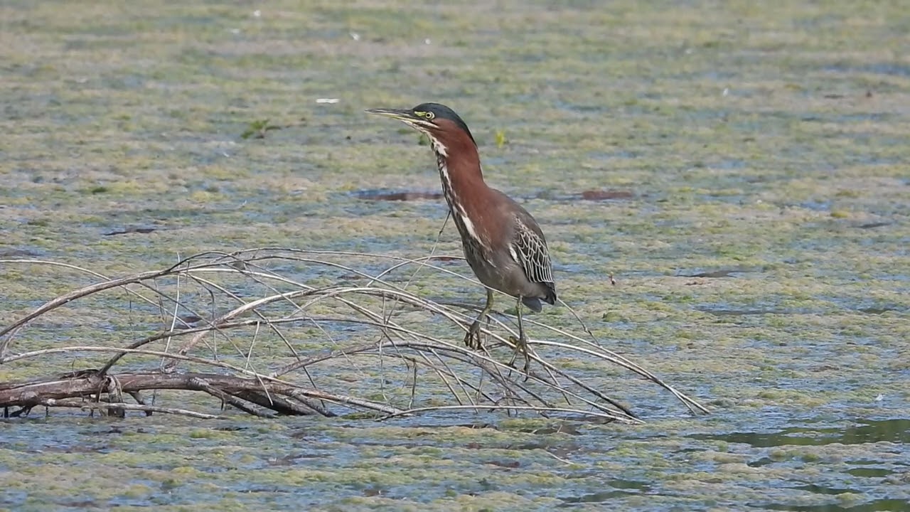 Green Heron calling