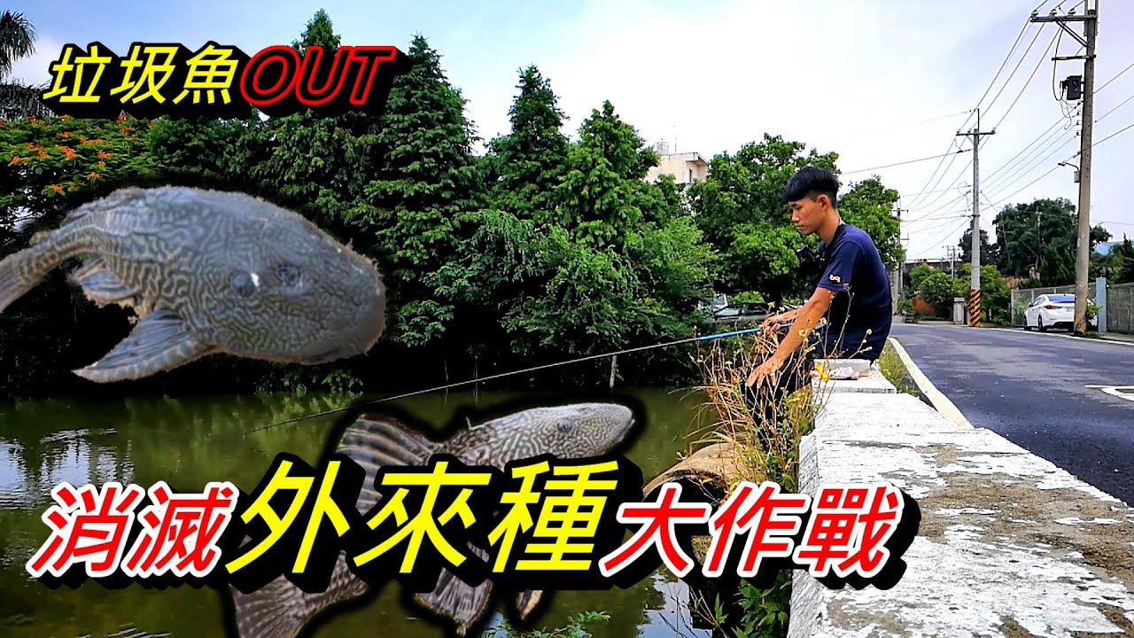 消滅外來種大作戰！滿滿的垃圾魚！雨天的邂逅～本該是魚種豐富的美麗溪流／池塘現在卻？不要輕忽你小小動作造成的影響！不要亂放生！！