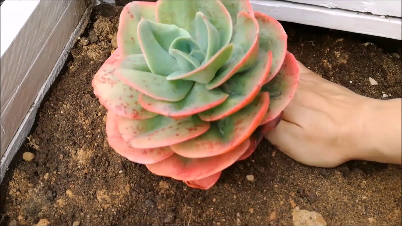 ECHEVERIA 