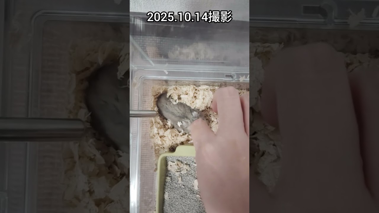 【ロング】オネムなハムスターが可愛い(ピク)　#hamster#ハムスター#ジャンガリアンハムスター#可愛い#癒し#眠い#なでなで#もふもふ