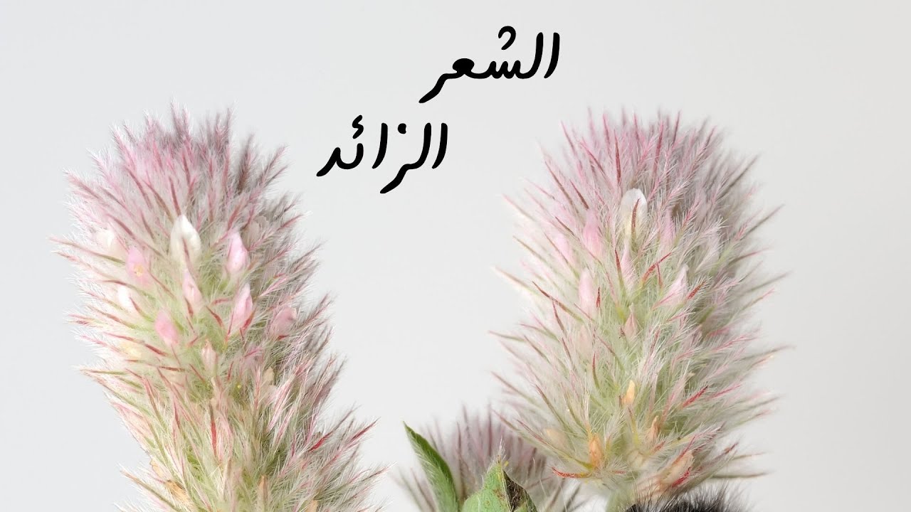 الشعر الزائد