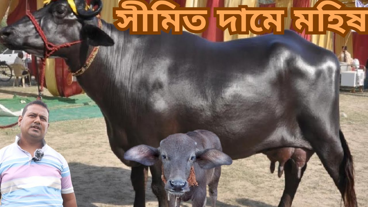 বাচ্চা সহ দুধের মহিষ ও বর্ডার ক্রস প্রেগন্যান্ট মহিষ কিনুন | মাানিক ভাইয়ের প্রথম কালেকশন