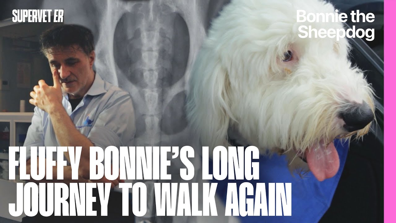 Fluffy Sheepdog's Long Journey to Walk Again | Supervet ER