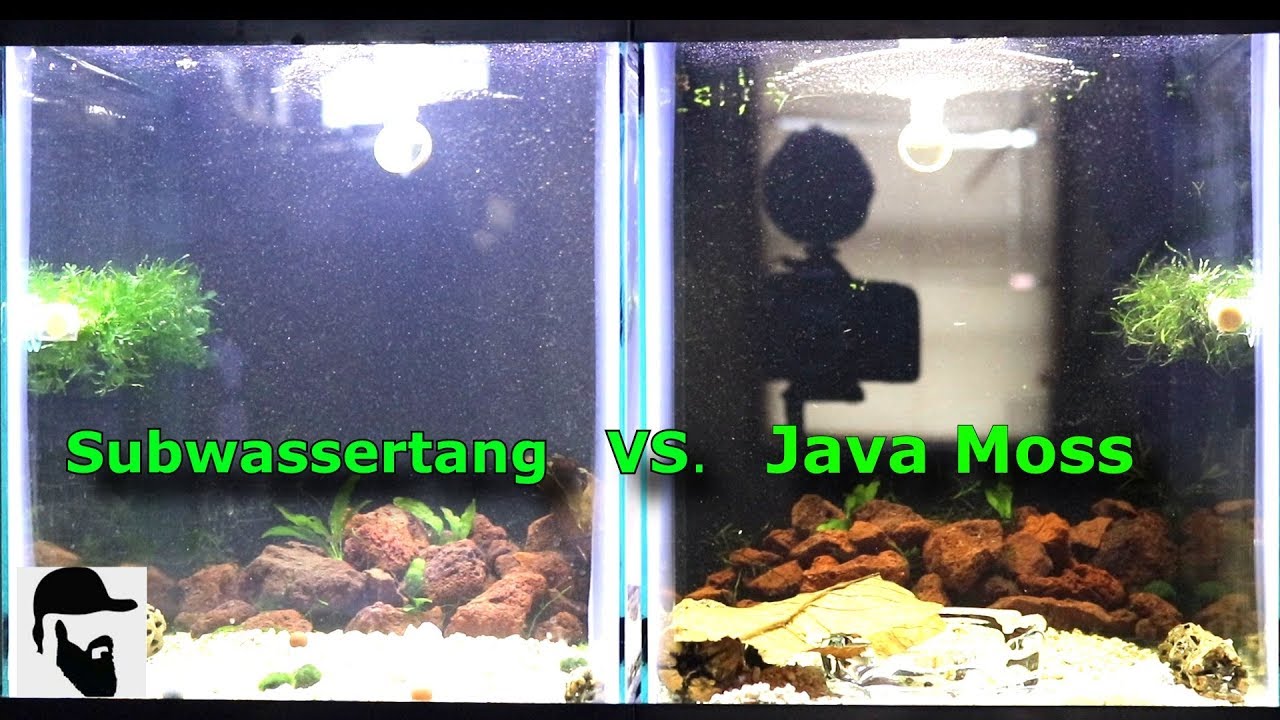 DIY Subwassertang Vs  Java Moss