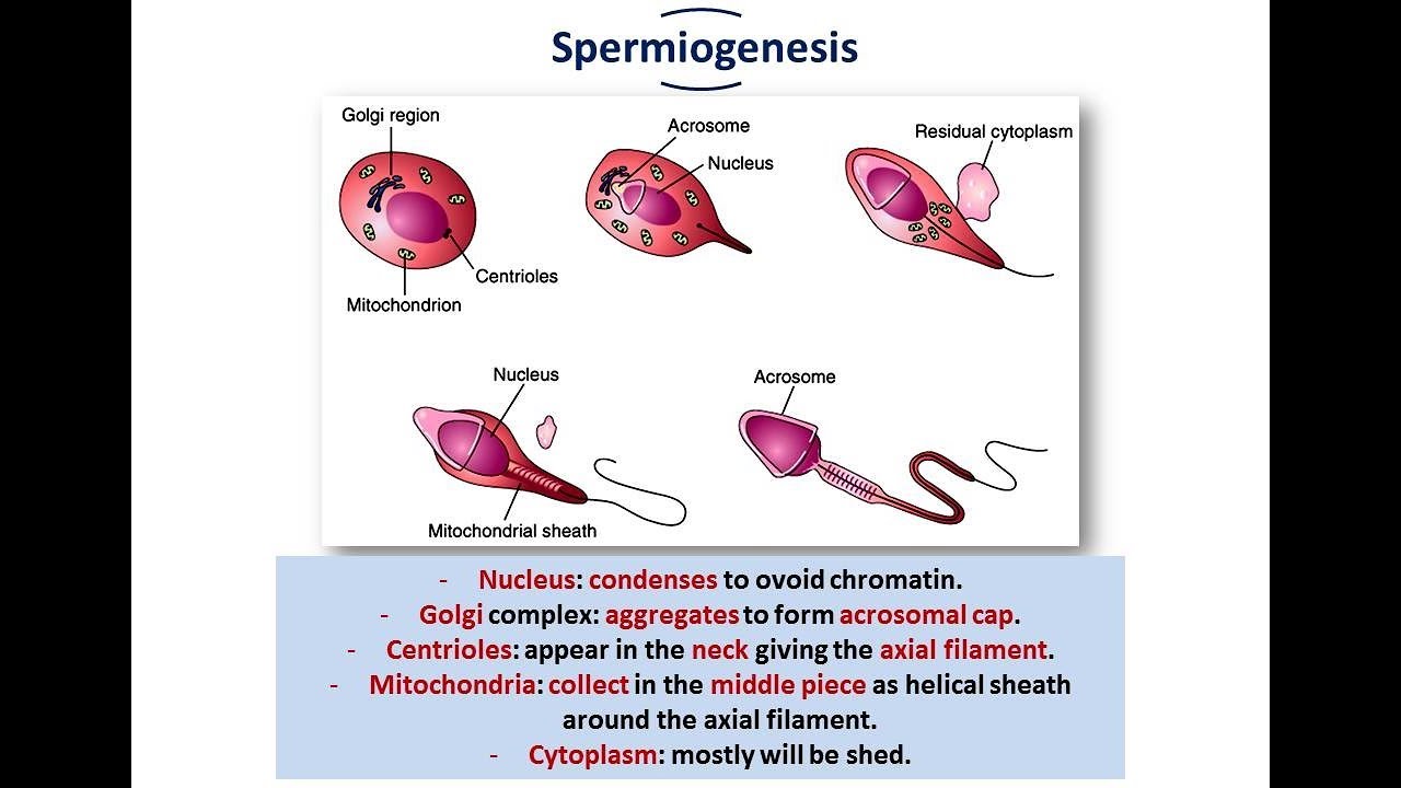 Introduction to Embryology + Gametogenesis (Spermatogenesis and Oogenesis)