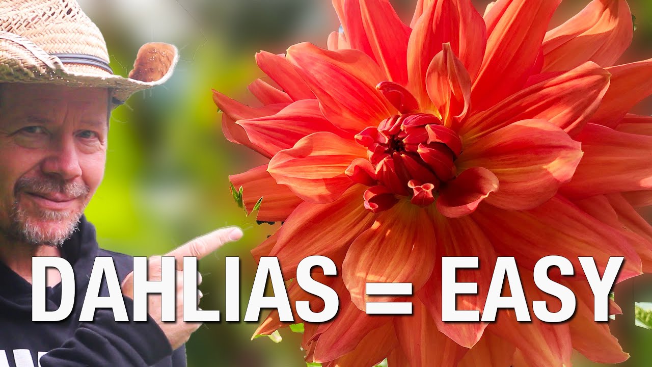 Storing Dahlias Is Wicked Simple.