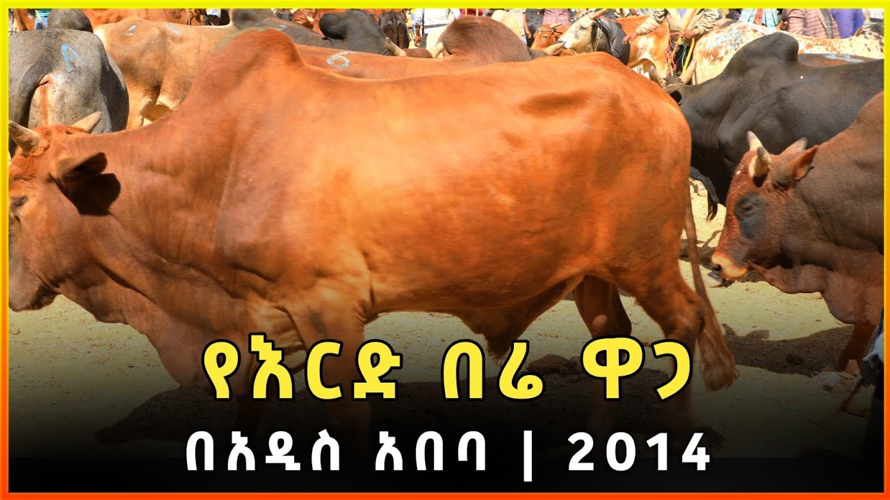 የእርድ በሬ ዋጋ በአዲስ አበባ 2014 | Bull Price in Addis Ababa | gebeya|ገበያ