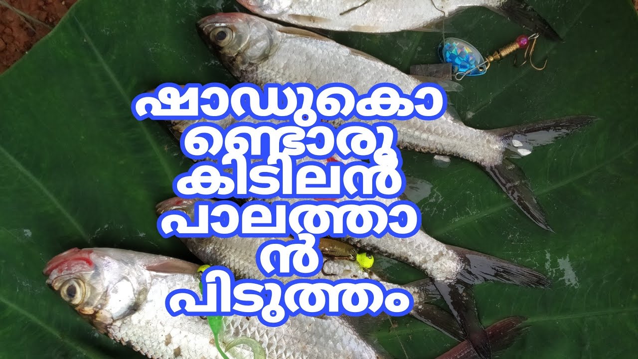 #Fishing##palankanni##TarponFish##palathan##silverking#