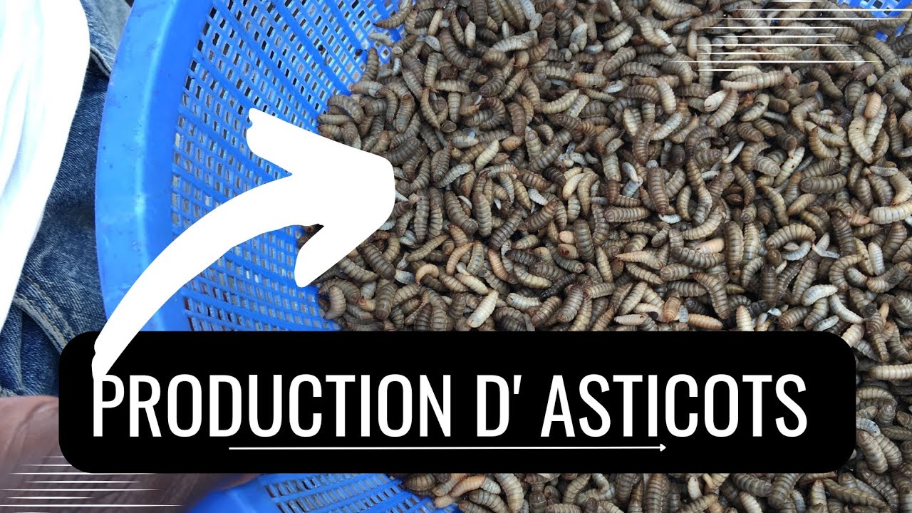 Comment produire des asticots bio de mouche soldat noir