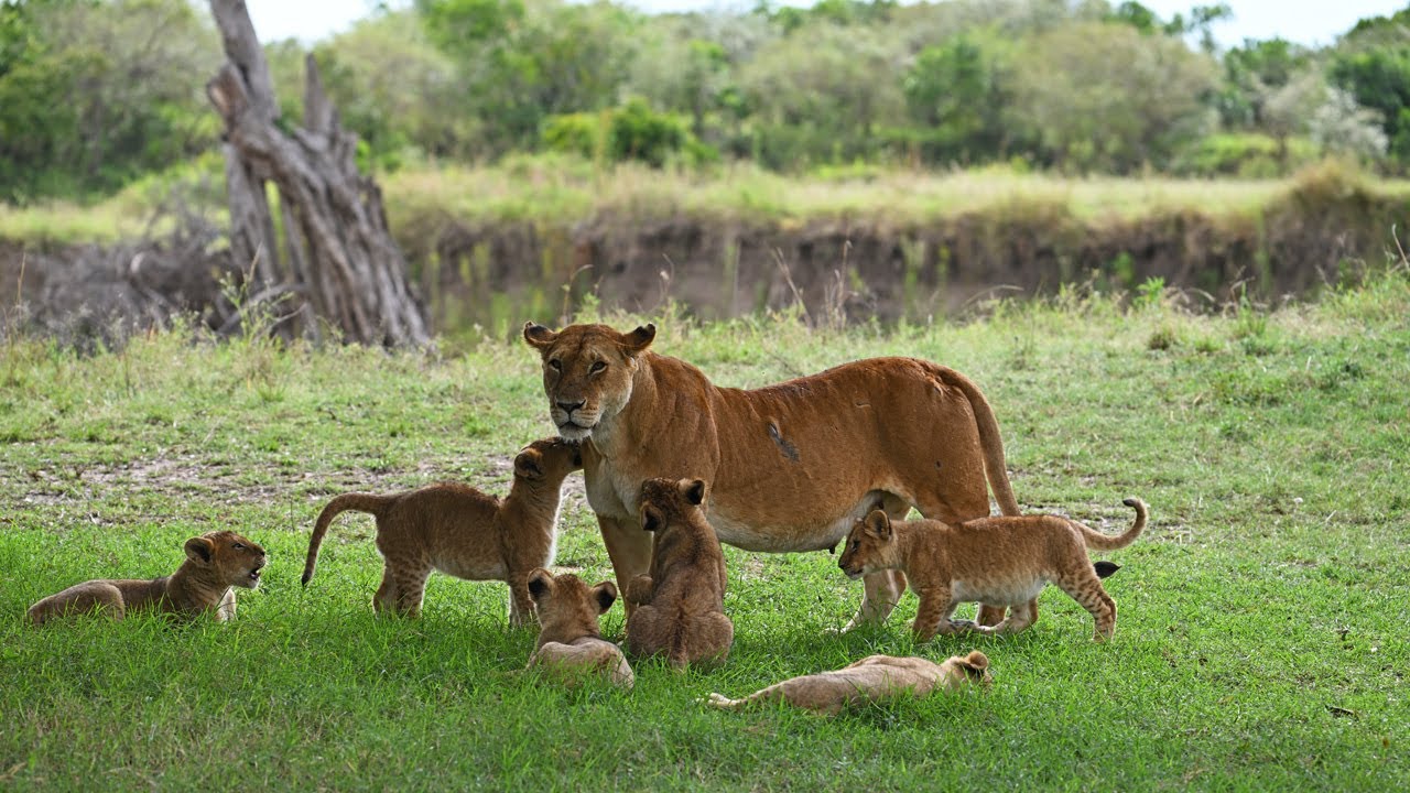Cute Figtree Pride Lion Cubs 