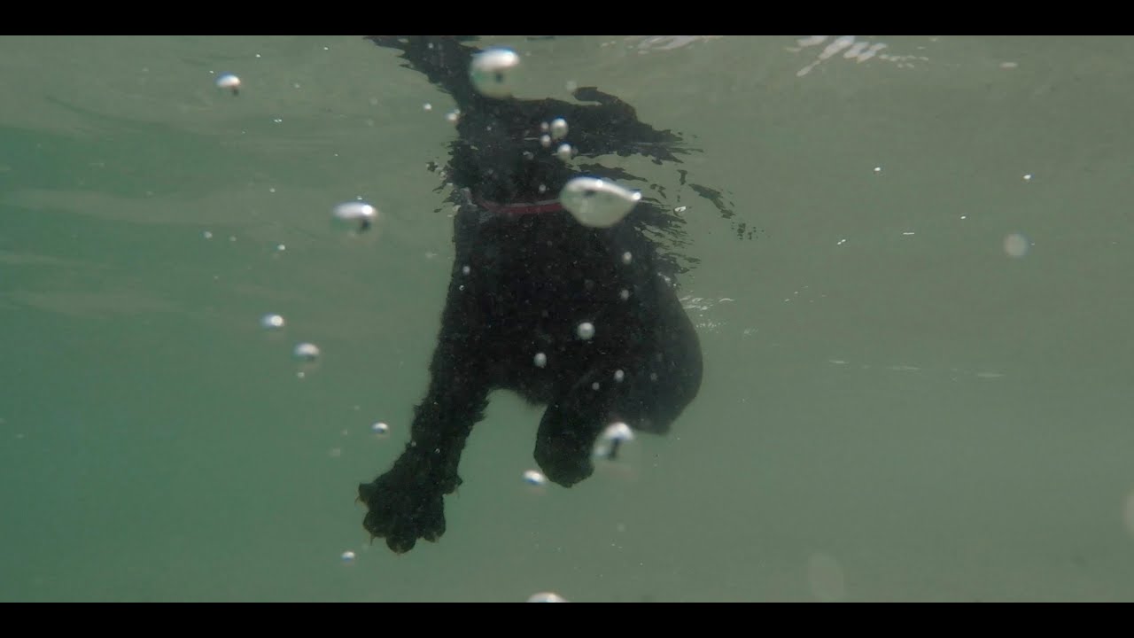 Cats swimming at the beach - underwater camera!