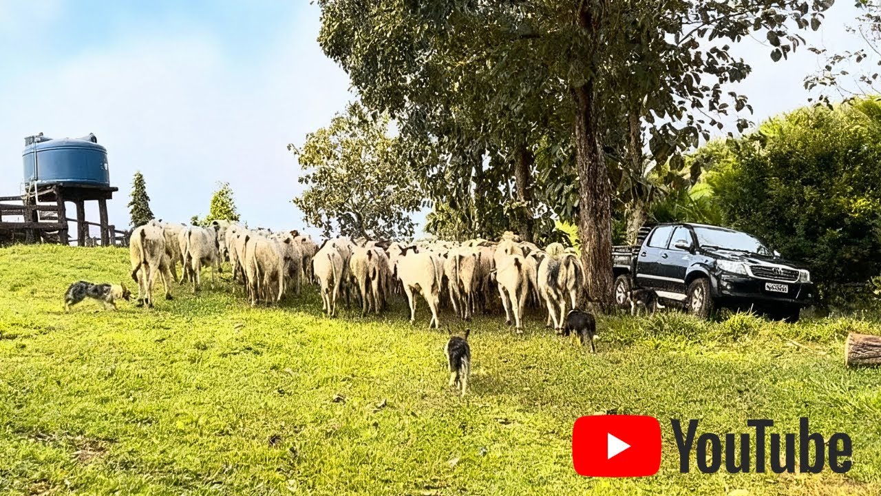 BORDER COLLIE SURPREENDE DE NOVO! 😱 Dominando a Boiada no Córrego!