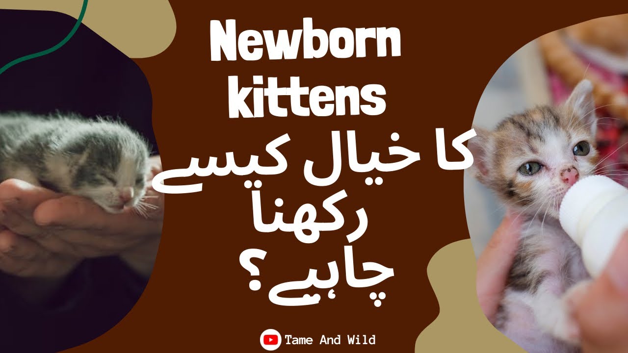 Newborn Kitten Ka Khayal Kese Rakhna Chahye | How To Take Care Of A Newborn Kitten | Kitten Care