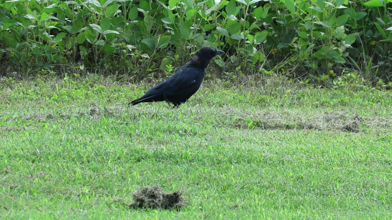 Crow Walk