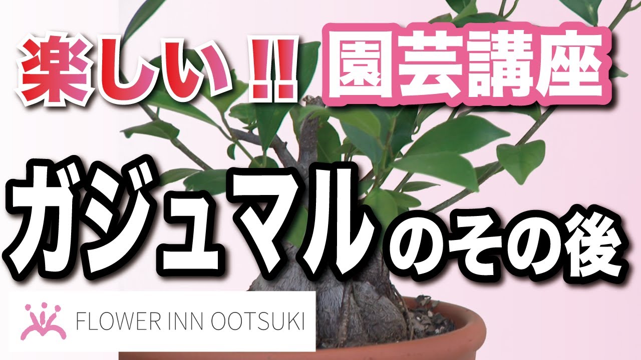 【園芸講座】ガジュマルのその後と枝豆 楽しい園芸レッスン FLOWER-INN OOTSUKI