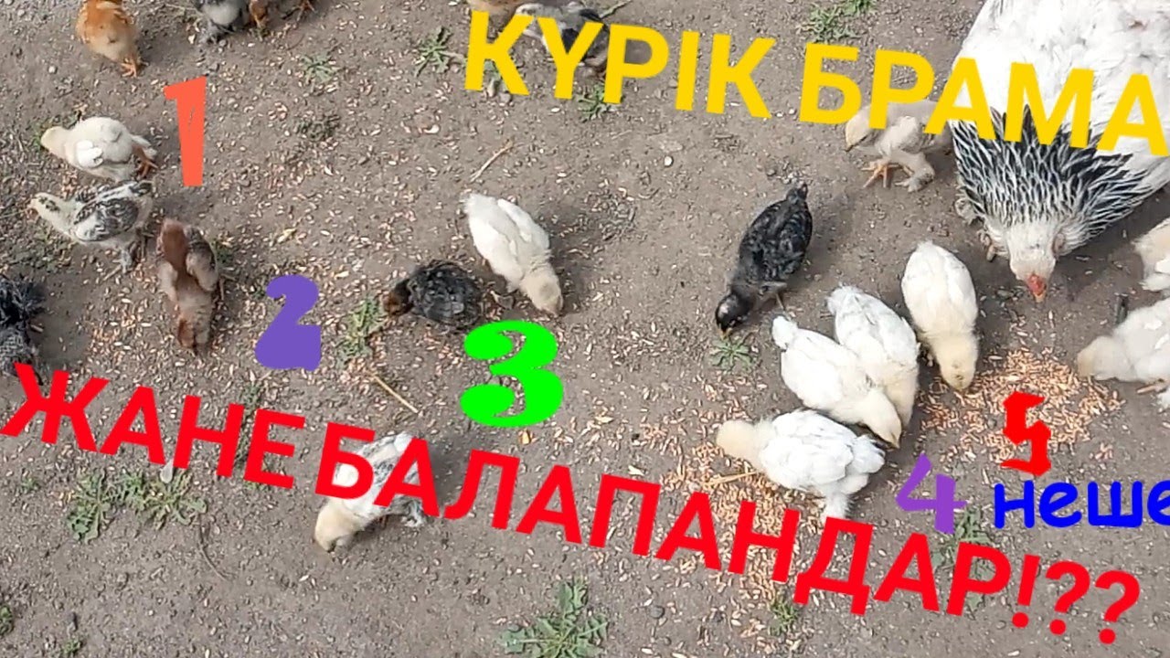 БАРЛЫҚ ТАУЫҚ ЖАНЕ БАЛАПАНДАРГА ТАНГЫ ЖЕМДЕРЫН БЕРЫПЖАТЫРМЫН!!!