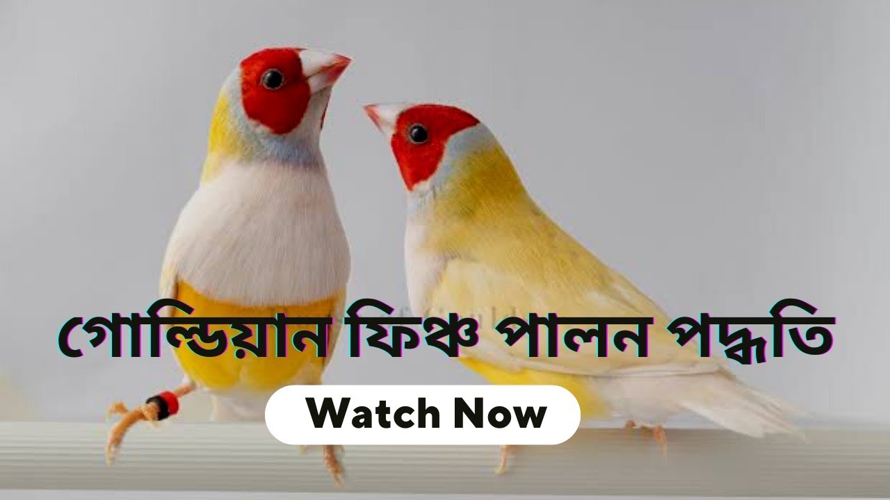 গোল্ডিয়ান ফিঞ্চ পালন পদ্ধতি l গোল্ডেন ফিঞ্চ পালন l Goldian finch palon poddhoti .Finch pakhi palon