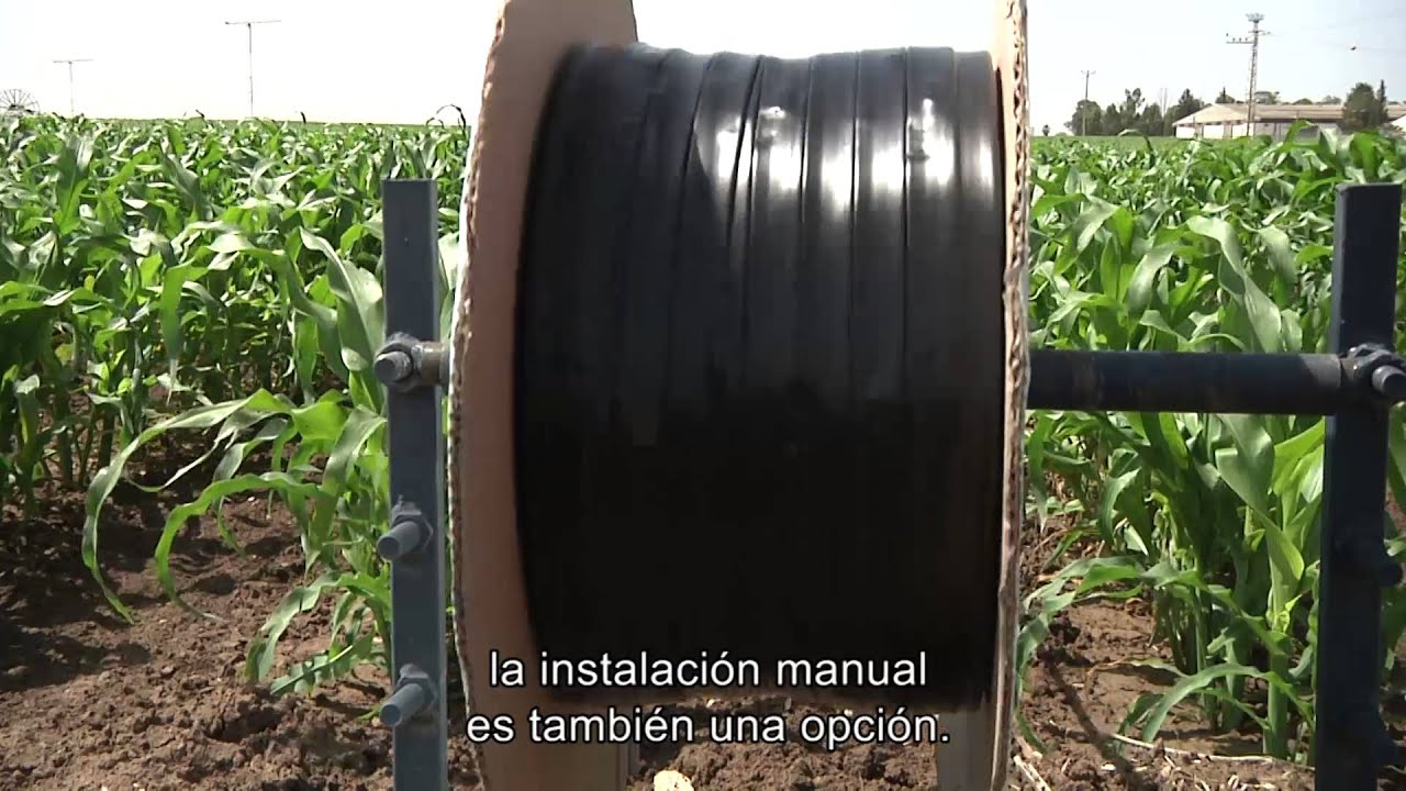 Cultivo de Maíz mediente Riego Por Goteo