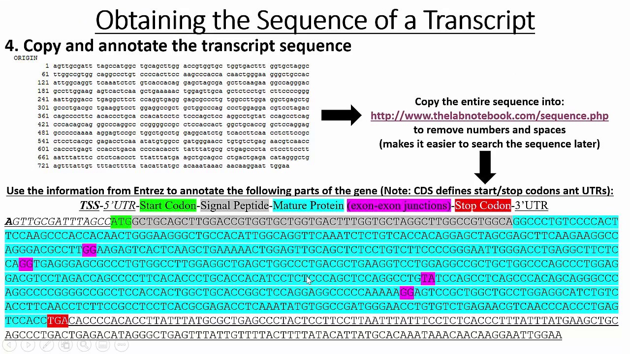 Retrieving Gene & Promoter Sequences