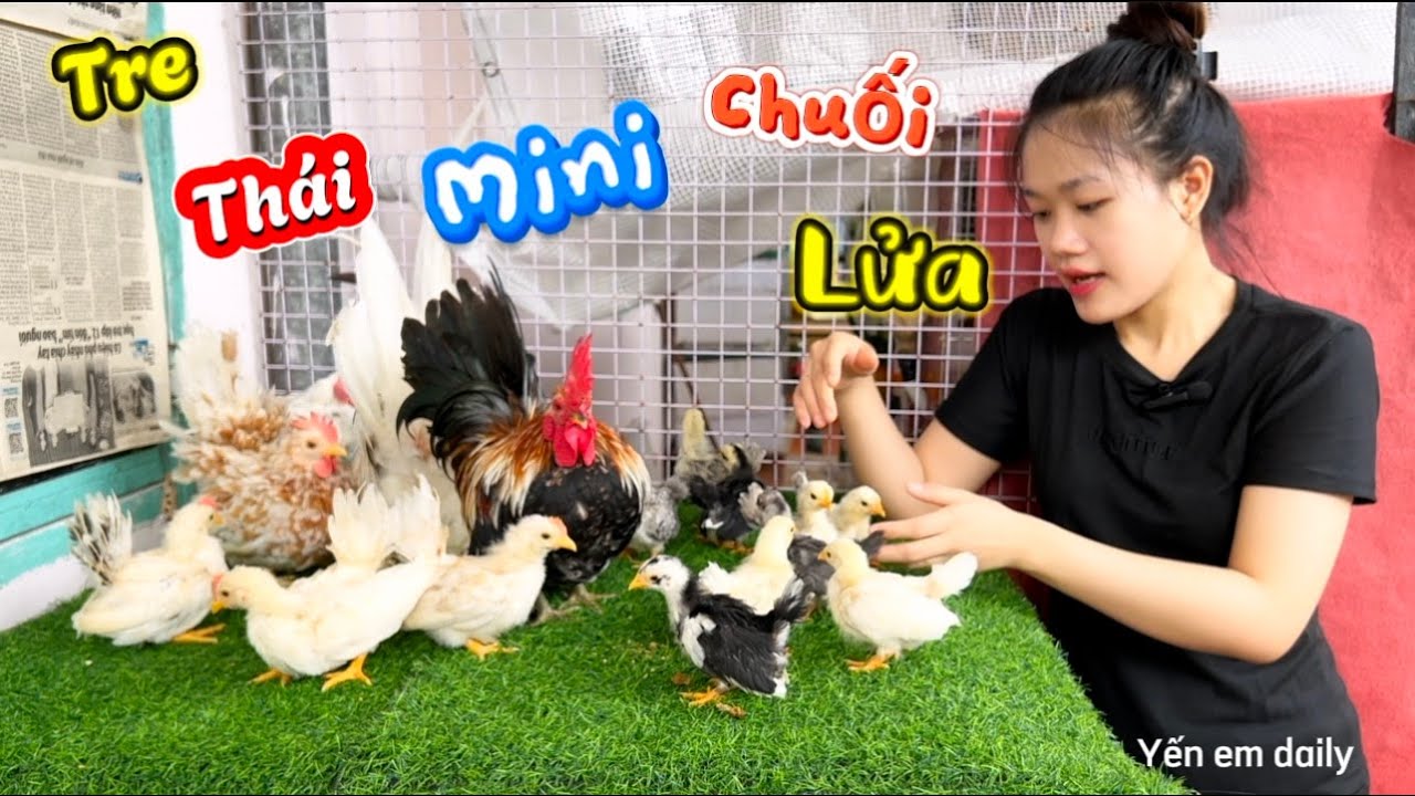 Giới Thiệu Bầy Gà Tre Thái Chuối Lửa Bướm Và Bầy Gà Con Toàn Trống Thích Hợp Về Nghe Gáy-Gửi Vịt Con