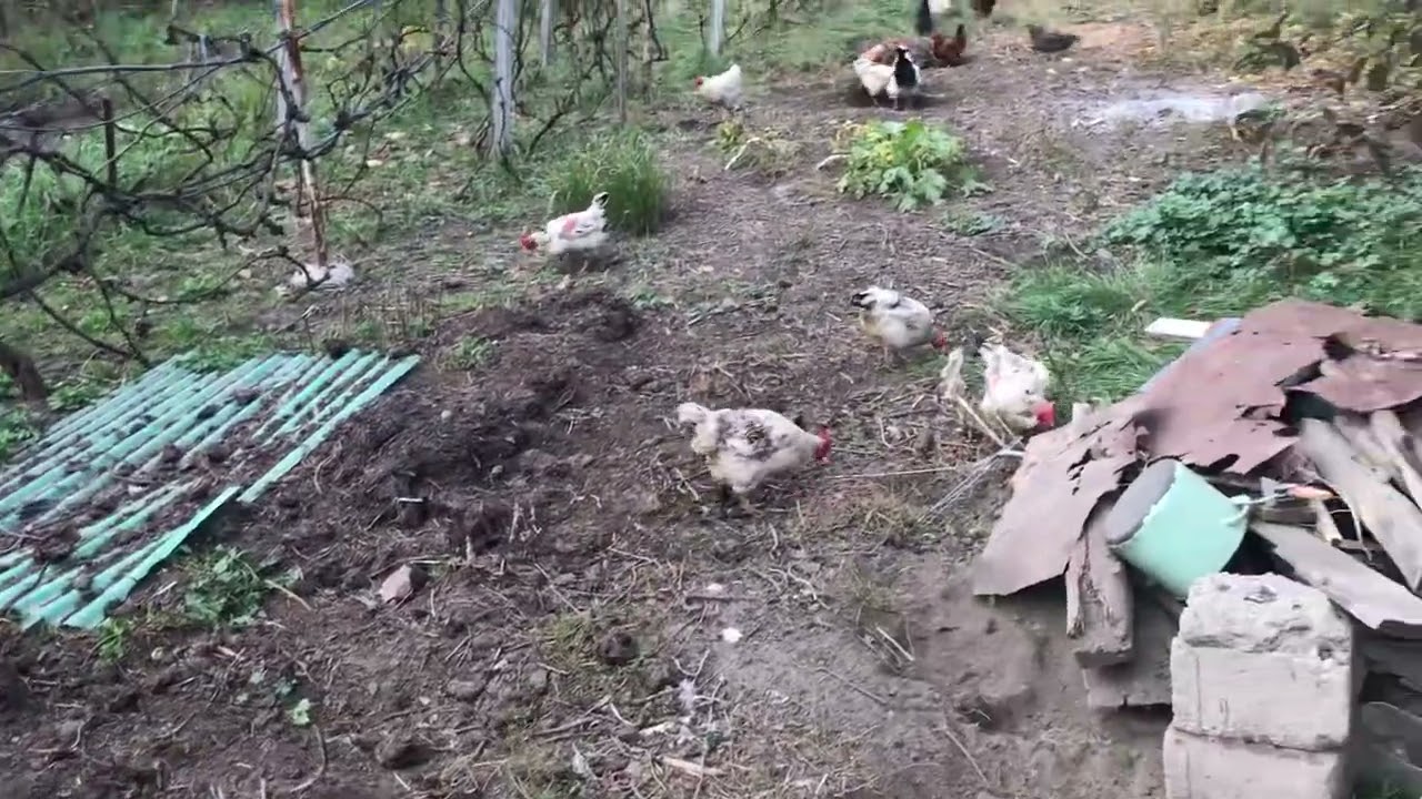 Oua de găină liberă.