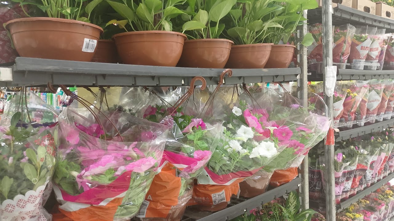 #Plantas no CARREFOUR Norte Shopping RJ quinta feira 22 de Janeiro 