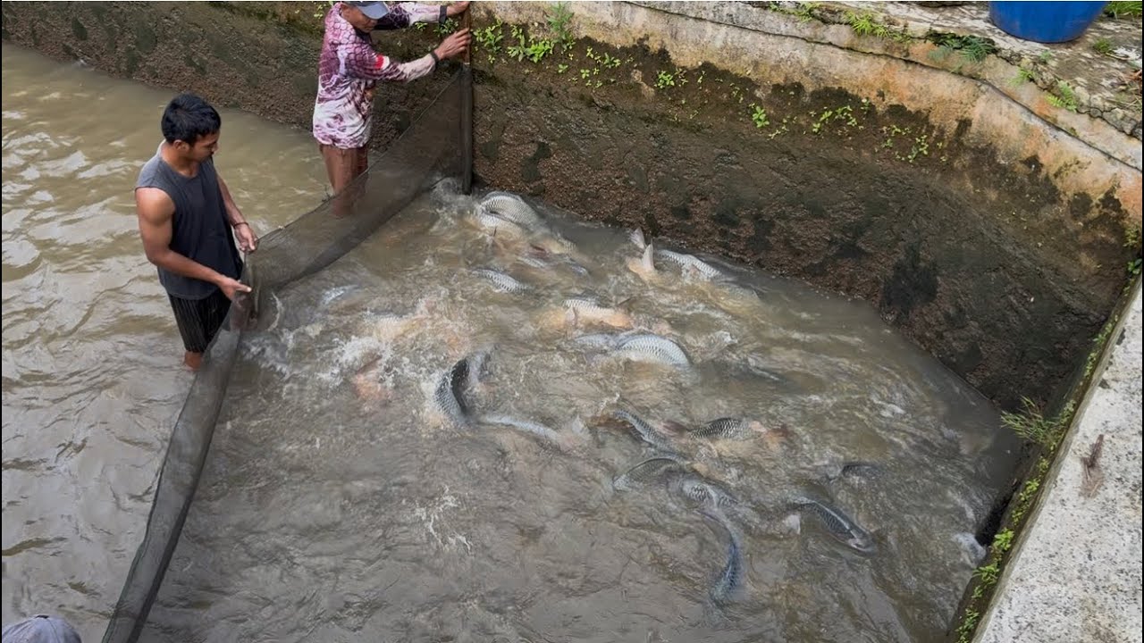 Процесс вылова крупного карпа для отправки в компанию BHS Fishing...