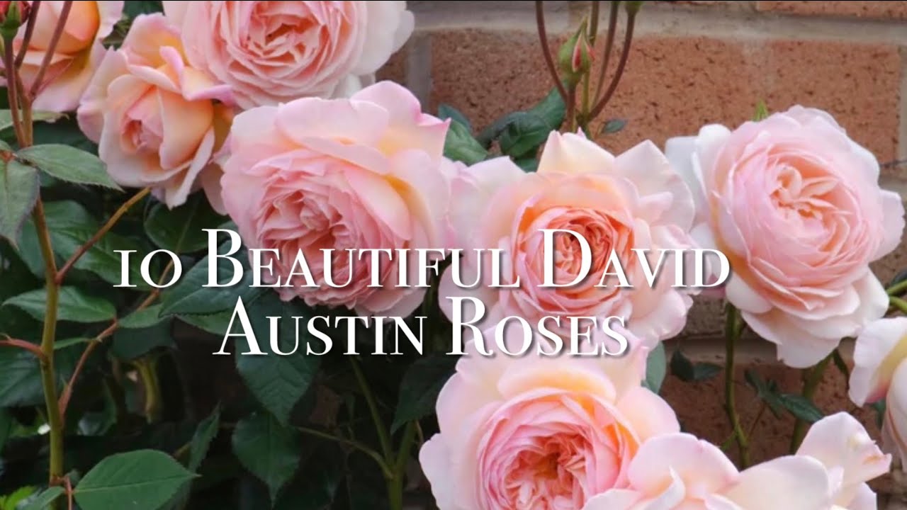 Top 10 David Austin Roses of 2024 (2024年十大大卫 奥斯汀玫瑰)