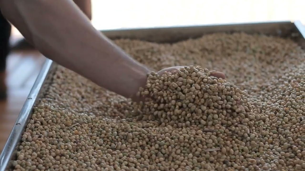 Extrusora de Grãos da Bindgalvão: Produza Farelo e Óleo Vegetal de Qualidade