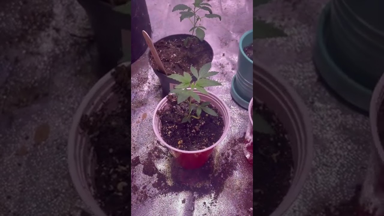 Deformed cannabis plants?