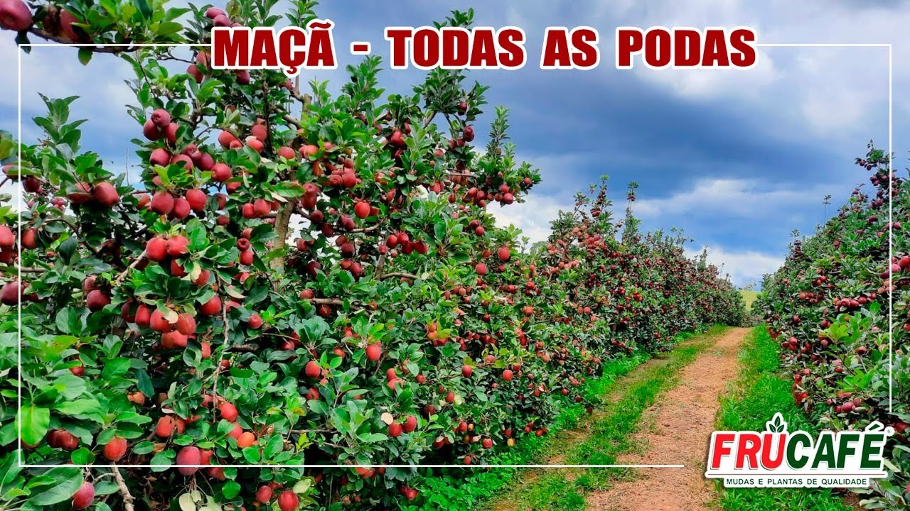 Como Fazer as Podas de Formação e Produção na MAÇÃ, Corretamente?