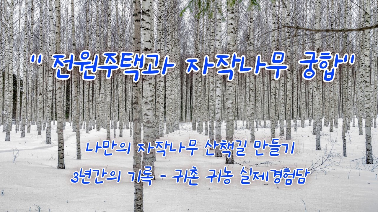 전원주택과 하얀 자작나무의 궁합 - 나만의 자작나무 산책길 만들기 3년 간의 기록 - 귀 촌 귀농 실제 경험담