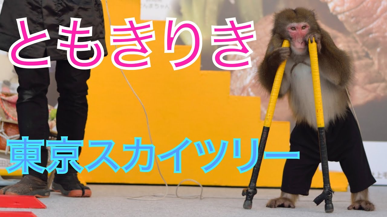 ともきりき at 東京スカイツリー 〜猿回し〜 前編