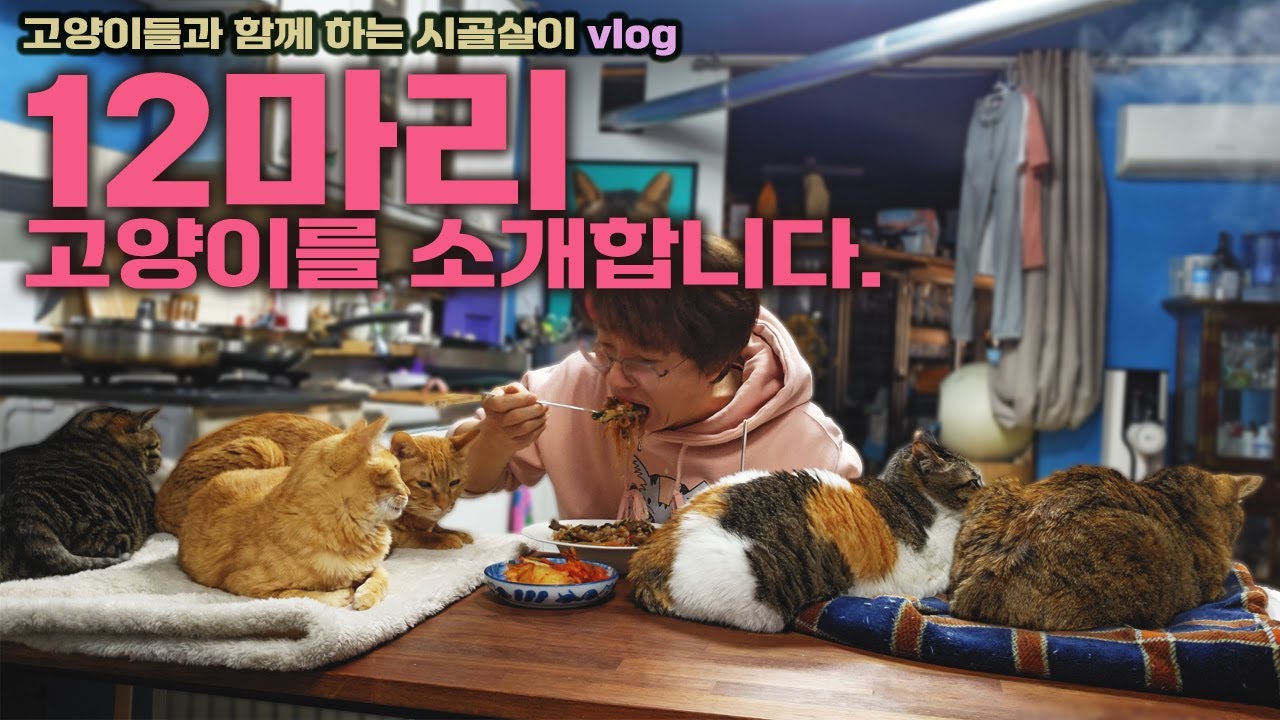 밥 먹을 자리가 부족하네요. 이번기회에 12마리 고양이를 소개합니다./ 고양이들과 함께 하는 시골살이 vlog/ #잡채덮밥