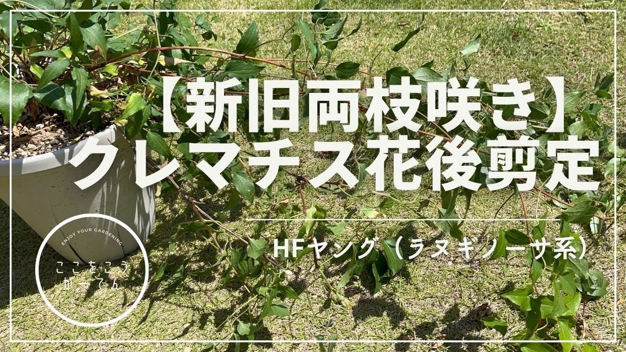 クレマチス花後剪定【新旧両枝咲き系統】