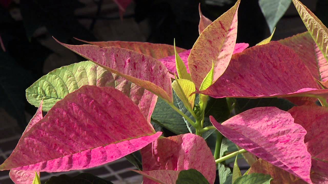 The History and Future of Poinsettias